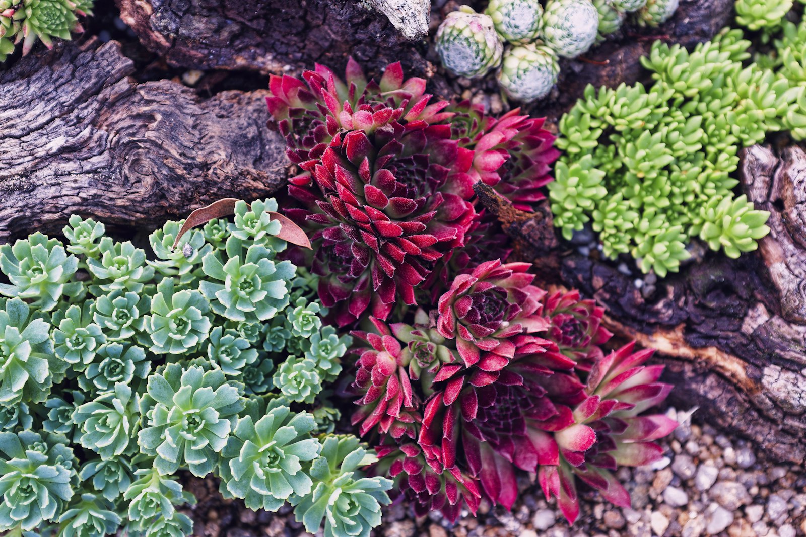 Mixed succulent bed with bark mulch and decomposed granite border.