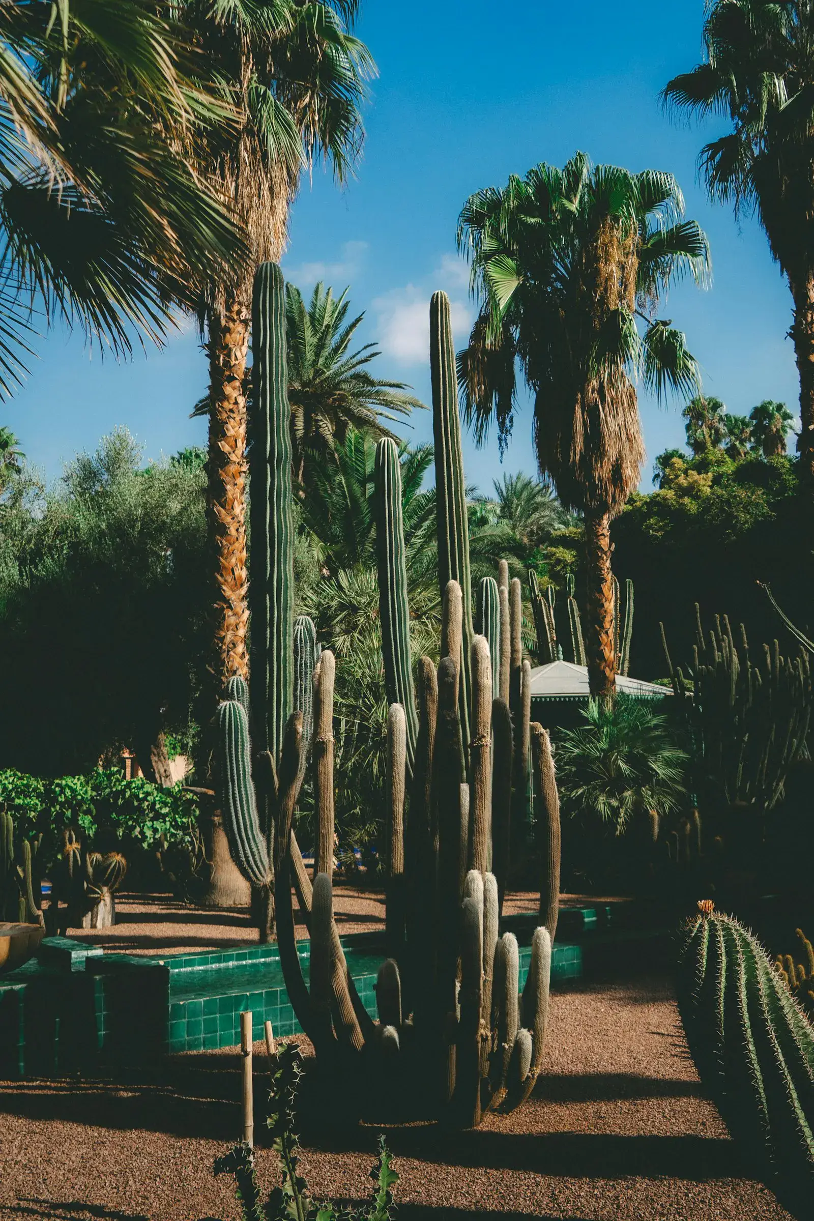 Mature saguaros and queen palms in a low-water front yard along a granite path.